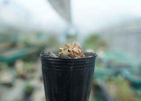 亀甲竜　Dioscorea elephantipes　No.2