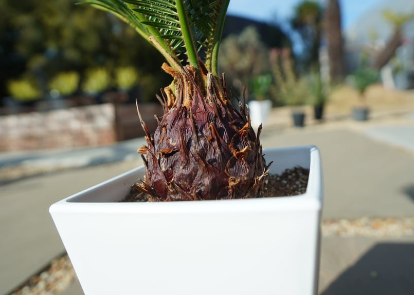 ソテツ 大株 抜き苗発送 ドライガーデン ソテツ 大株 抜き苗発送
