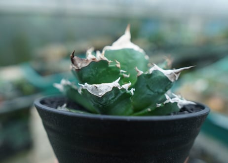 アガベ　チタノタ　白火焔　agave titanota white fire　No.1