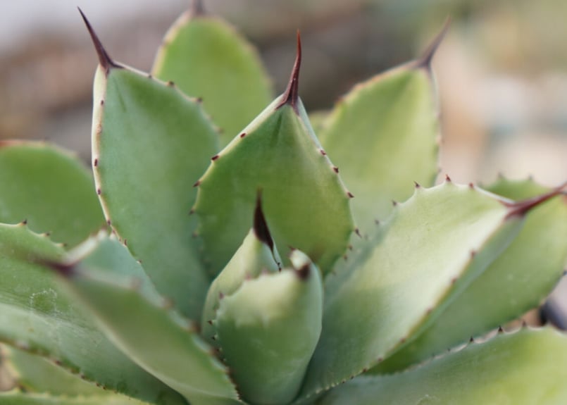 Agave Potatorum×Macroacantha ”八荒雷神” No.1 | mana