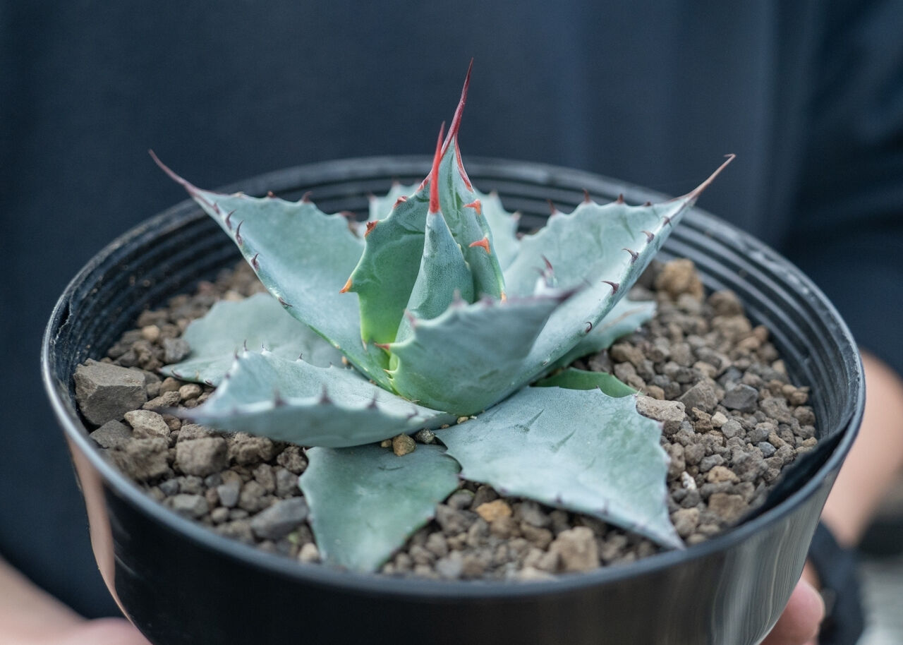 アガベ パラサナ ”トライアンファント” agave parrasana 