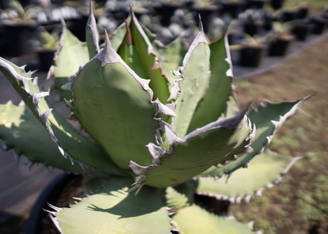 Agave Fo-76 特選特大株のカキコ株
