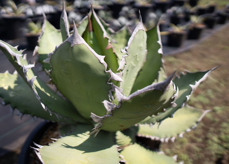 Agave Fo-76 特選特大株のカキコ株 | mana's farm:塊根植物・アガベ・ド
