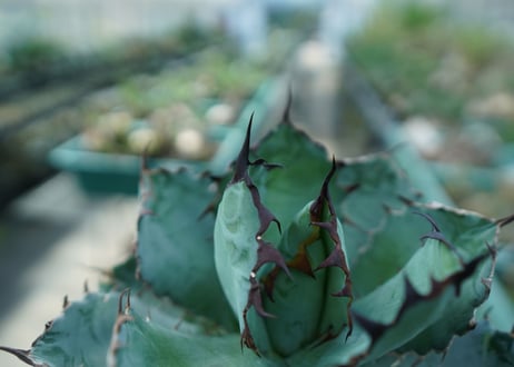 アガベ　チタノタ　 ブラックアンドブルー 　Agave titanota black and blue　No.4