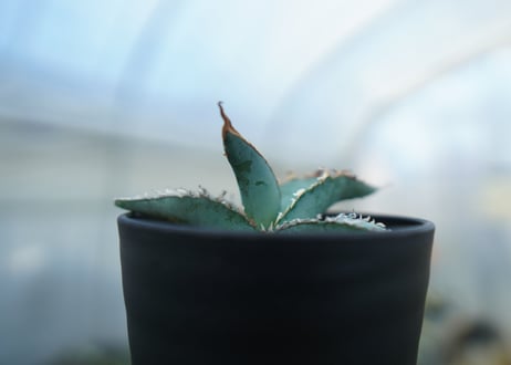 アガベ　オテロイ　agave oteroi　No.1