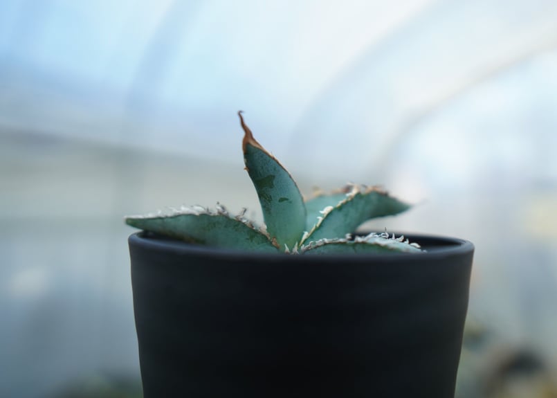 アガベ オテロイ agave oteroi No.1 | mana's farm:塊根植物・ア