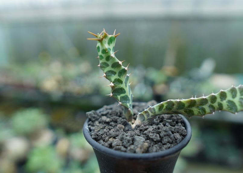 ユーフォルビア　ペルシステンス　2株 ユーフォルビア ペルシステンス Euphorbia persistens | mana's f