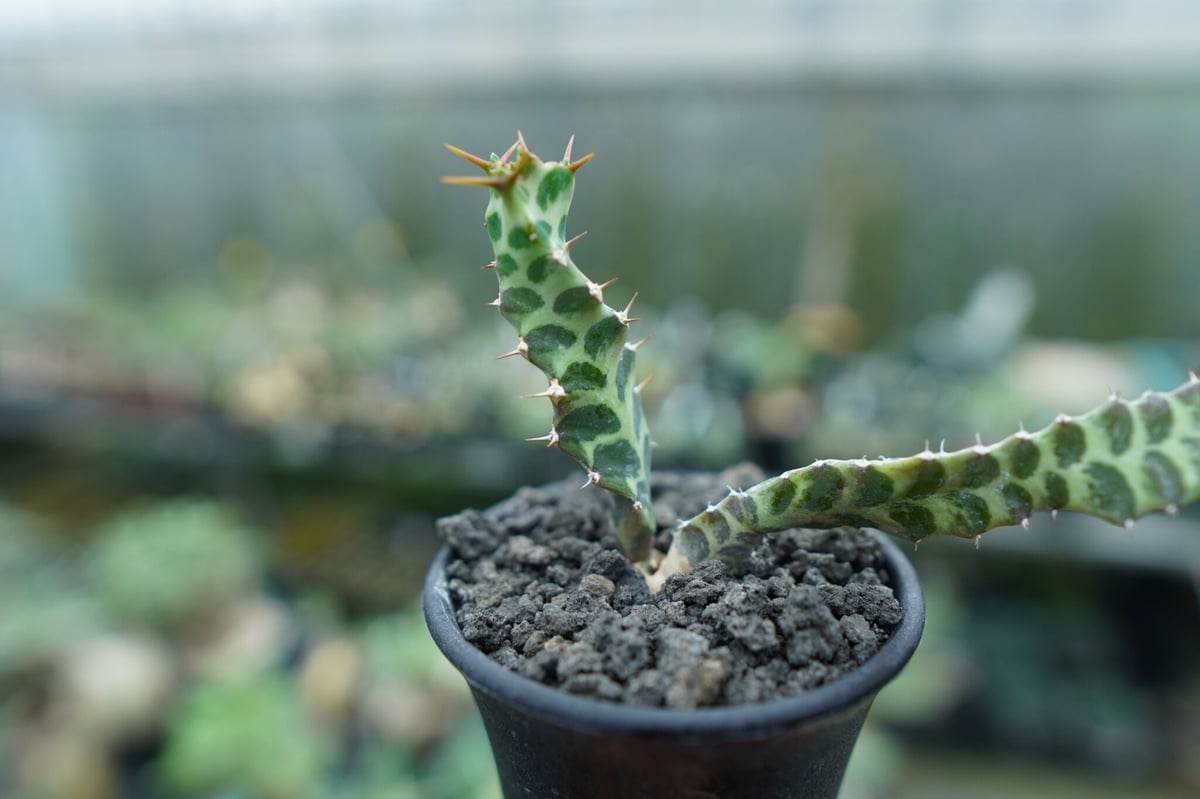 ユーフォルビア ペルシステンス Euphorbia persistens | mana's f