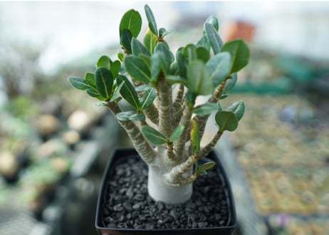 アデニウム　Adenium　No.1