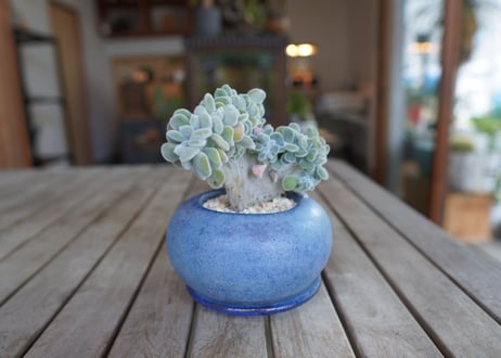 エケベリア　フロスティー　Echeveria pulvinata "Frosty"