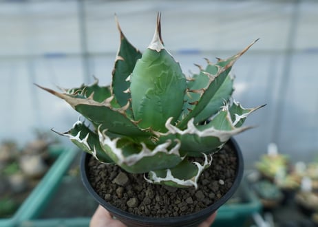 アガベ　チタノタ　FO-76　agave titanota  FO-76 No.3