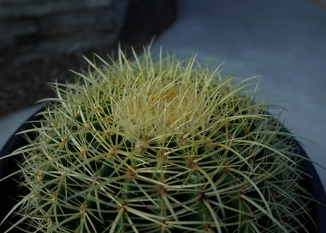 金鯱　Echinocactus grusonii No.2