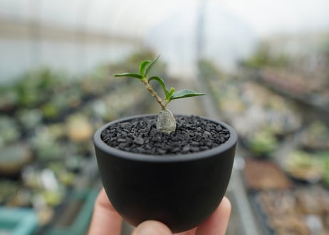 フォッケア　エデュリス　”火星人”　Fockea edulis  No.2