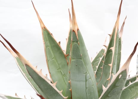 Agave purpusorum