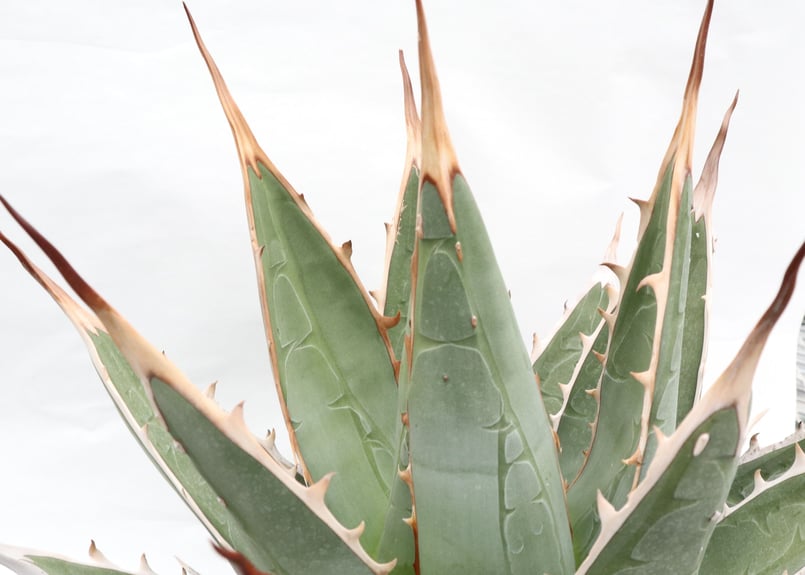 Agave purpusorum | mana's farm:塊根植物・アガベ・ドライガーデン