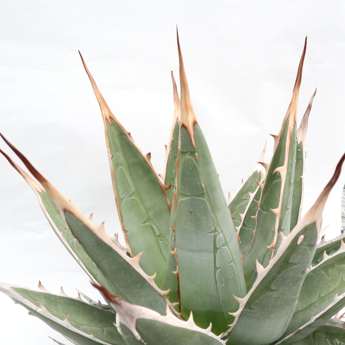 Agave purpusorum | mana's farm:塊根植物・アガベ・ドライガーデン