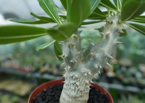 パキポディウム　デンシフローラム　Pachypodium densiflorum　No.2