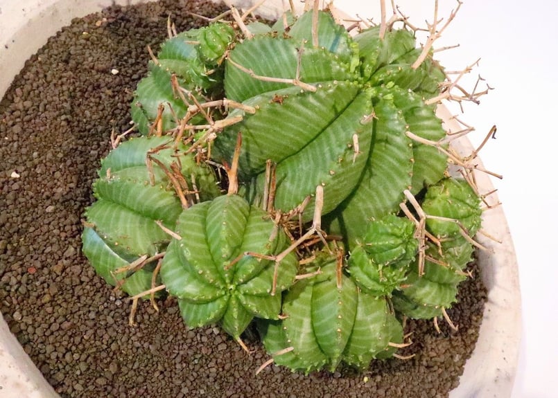 ユーフォルビア バリダ 群生 | mana's farm:塊根植物・アガベ