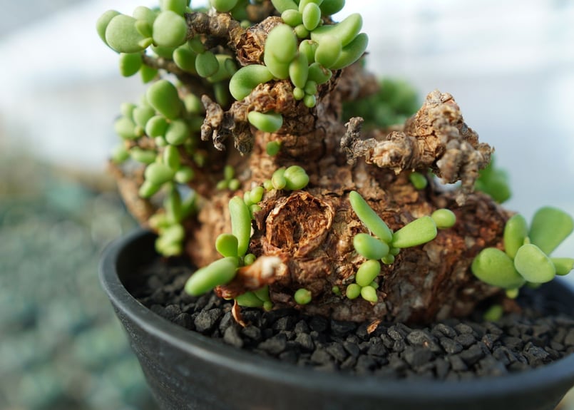 ケラリア ピグマエア Ceraria pygmaea | mana's green:塊根植物販 ケラリア ピグマエア Ceraria pygmaea | mana's green:塊根植物販