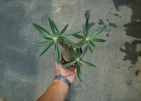パキポディウム　グラキリス　 Pachypodium Gracilius　No.3