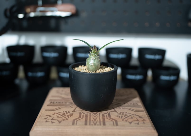 期間限定価格！塊根植物8株セット　ウィンゾリー　国内実生株 パキポディウム ウィンゾリー 沖縄実生 | mana's farm:塊根植物