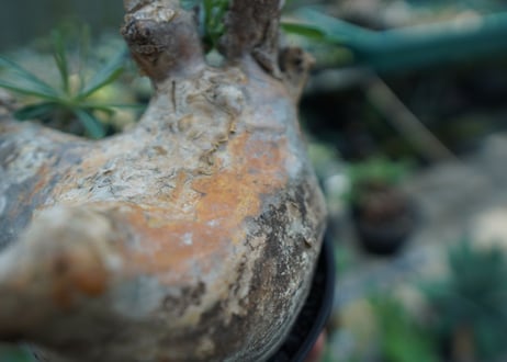 パキポディウム　グラキリス　 Pachypodium Gracilius  No.3