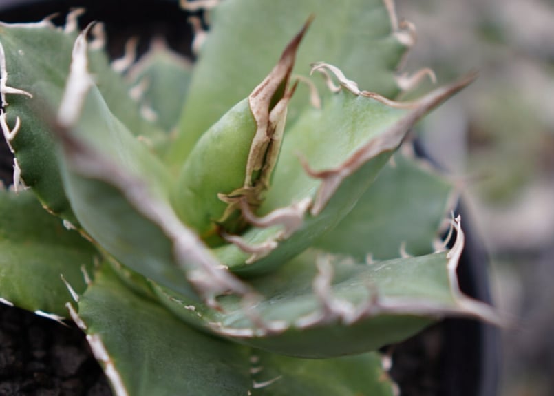 agave titanota 白鯨 | mana's farm:塊根植物・アガベ・ドライガーデ