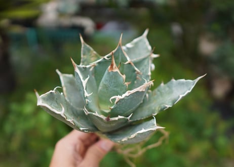 Agave titanota 白鯨 A NO.7
