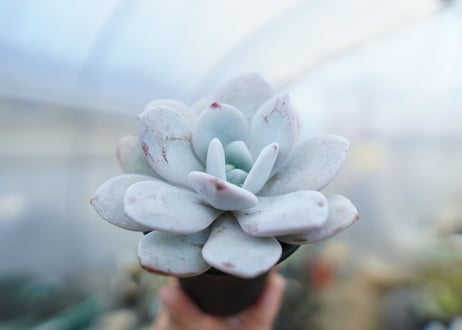 エケベリア　ラウイ　Echeveria laui　No.1