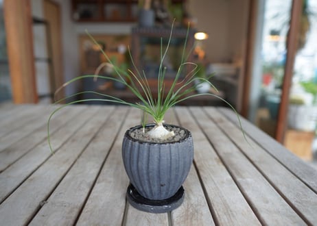 アルブカ　フミリス　 Albuca humilis