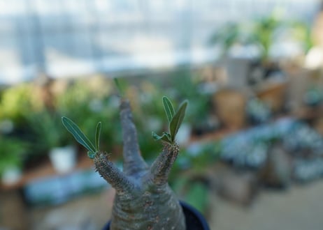 【未発根】パキポディウム　グラキリス　 Pachypodium Gracilius  No.35