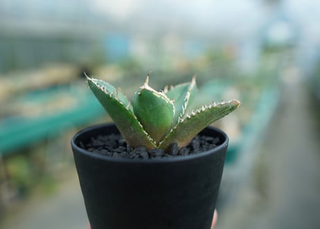 アガベ　チタノタ　鬼爪雪峰  Agave titanota “Onitsume Yukimine”　No.2