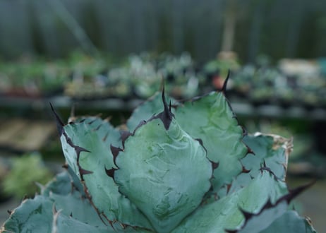 アガベ　チタノタ　 ブラックアンドブルー 　Agave titanota black and blue　No.1