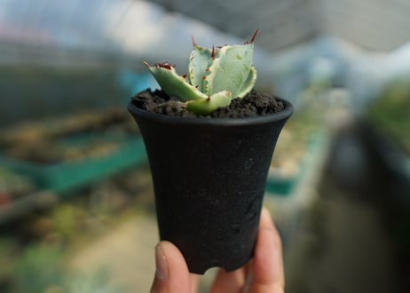 アガベ　兜蟹錦　Agave isthmensis “Kabutogani” variegata  No.2