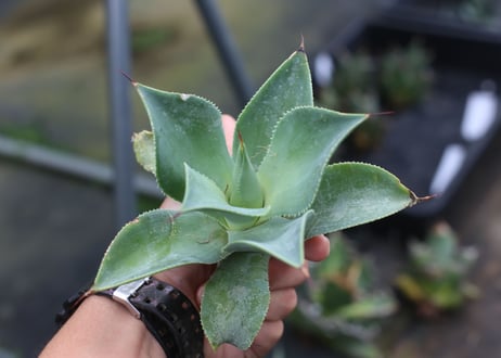Agave Blue flame x isthmensis
