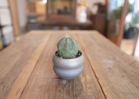 ユーフォルビア　オベサ　Euphorbia obesa