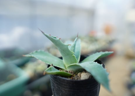 アガベ　オバティフォリア　Agave ovatifolia　No.4
