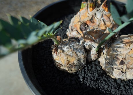 エンセファラルトス　 ホリダス　Encephalartos horridus