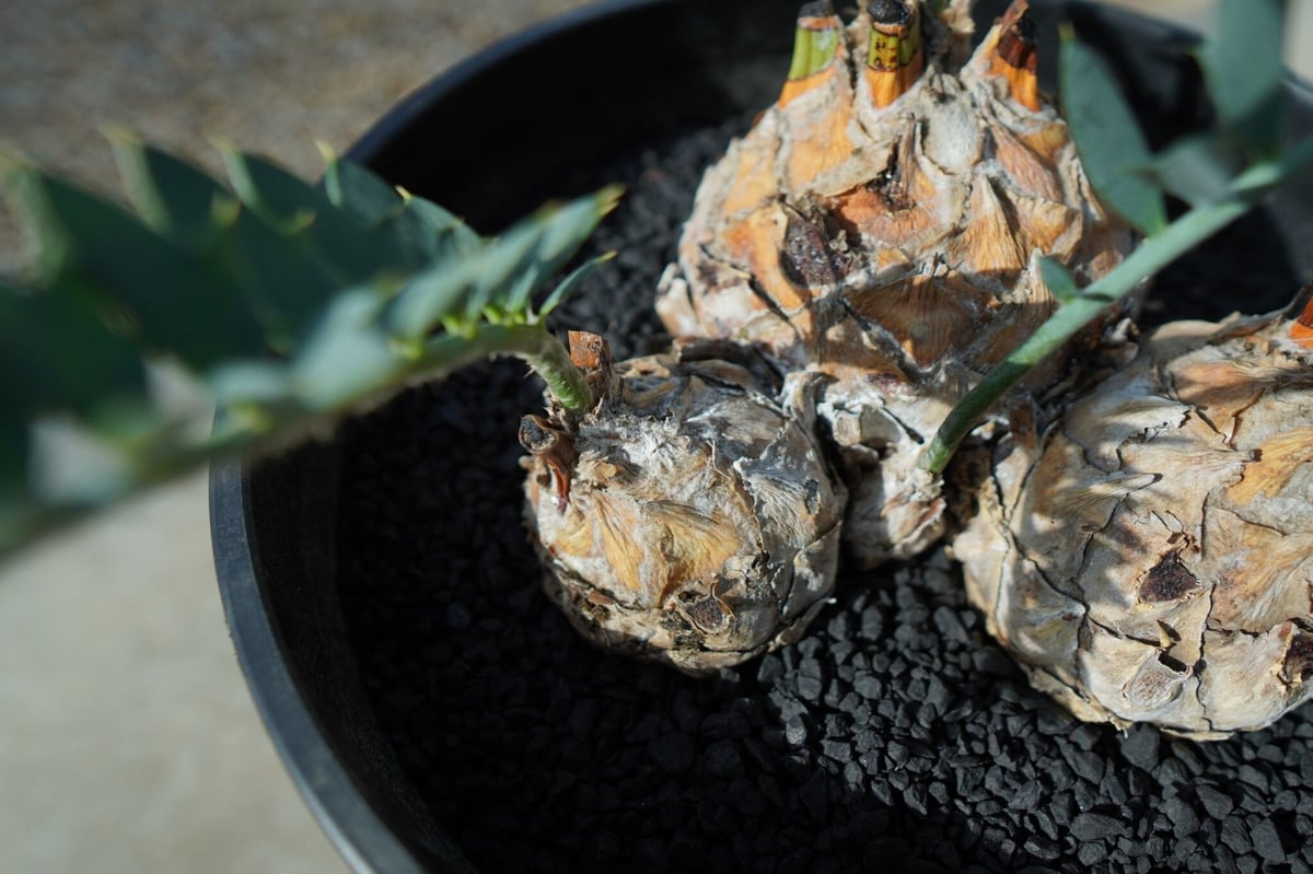 エンセファラルトス ホリダス Encephalartos horridus | mana's エンセファラルトス ホリダス Encephalartos horridus | mana's