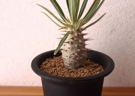 パキポディウム　ロスラーツム　Pachypodium rosulatum