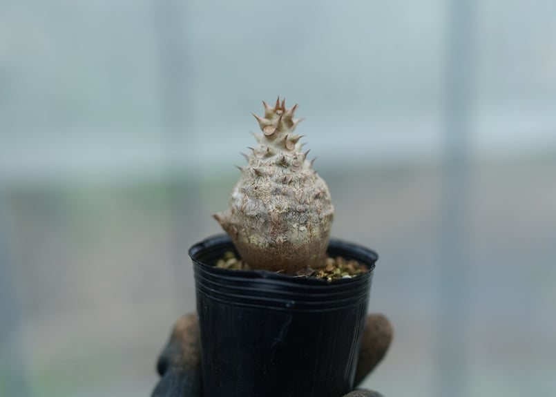 パキポディウム ウィンゾリー 沖縄実生 No.11 [2026/02/12] | mana's