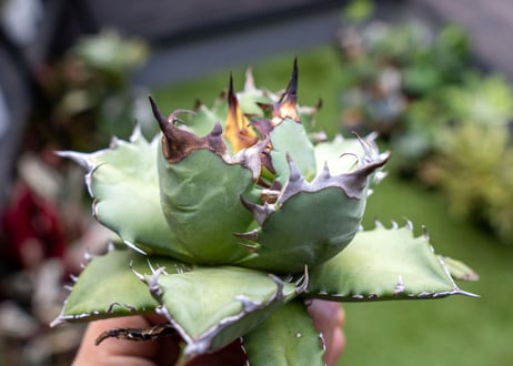 Agave titanota dwarf 姫厳龍NO.8