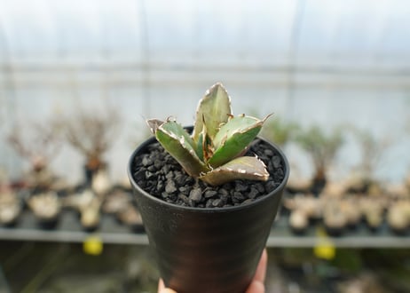 アガベ　チタノタ　鬼爪雪峰  Agave titanota “Onitsume Yukimine”