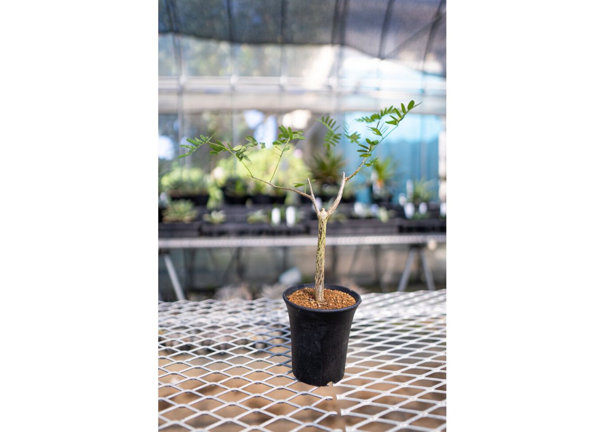 デロニクス デカリー | mana's farm:塊根植物・アガベ・ドライガーデン