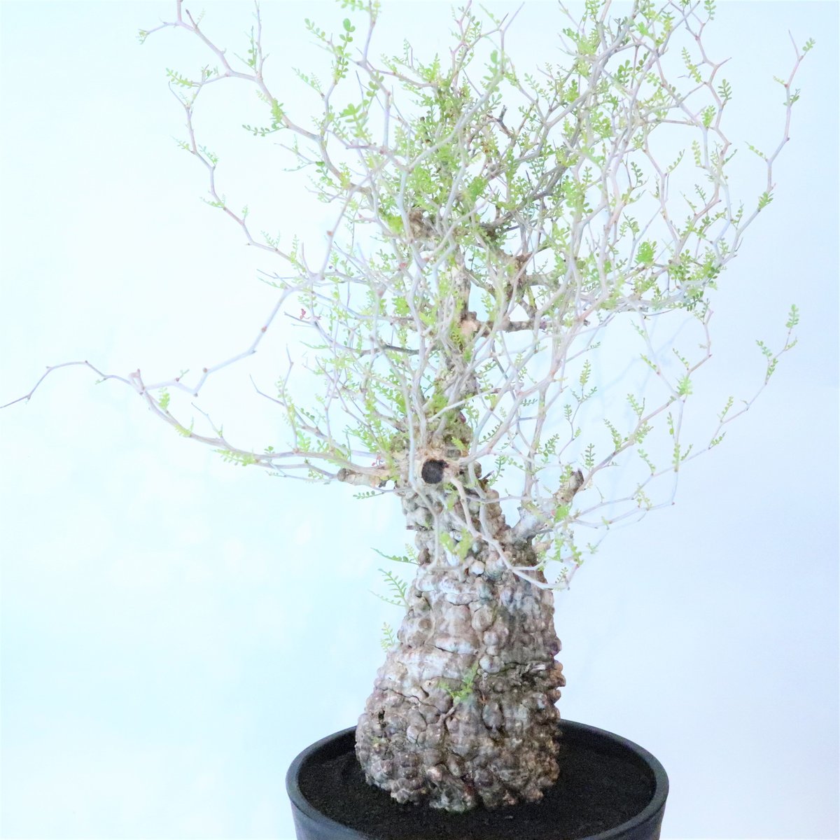 塊根植物 新芽あり パキプス オペルクリカリア パキプス no.5 | mana's farm:塊根植物・アガベ