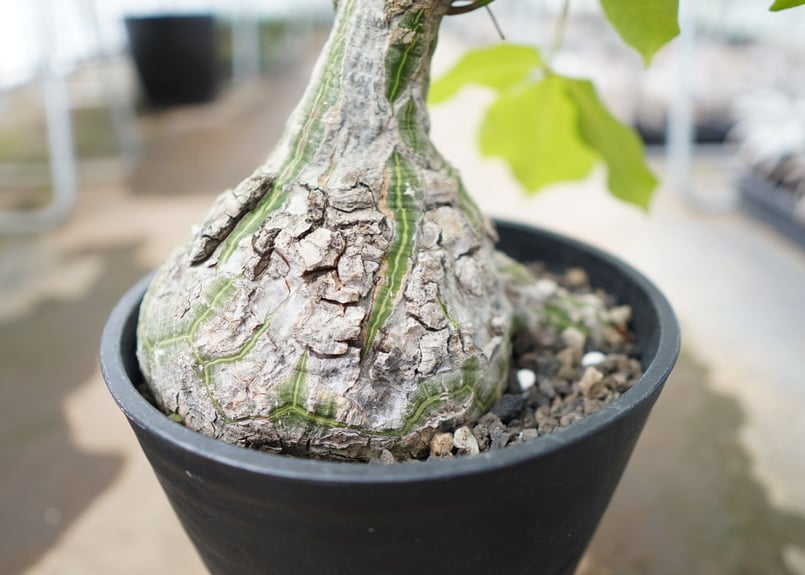 ボンバックス 塊根 大株 プセウドボンバックス エリプティクム Pseudobombax ellipticum