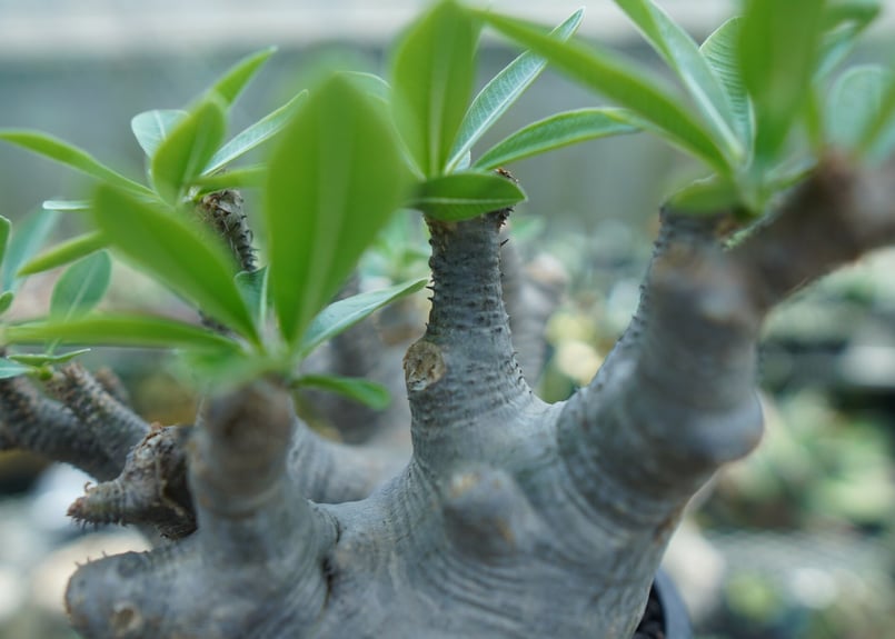 パキポディウム マカイエンセ Pachypodium makayense No.1 | man