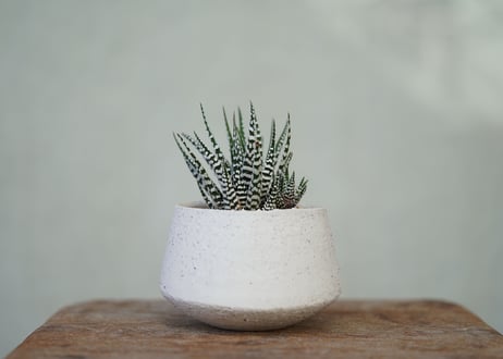 Haworthia fasciata