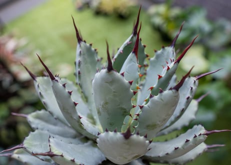 Agave macroacantha x Potatorum 中 NO.2