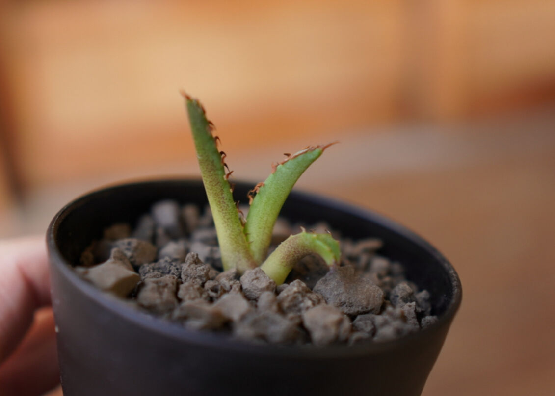 Agave titanota dwarf 姫厳龍 子株 | mana's farm:塊根植物・